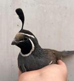 Koppel Californische kuif kwartels, Dieren en Toebehoren, Meerdere dieren