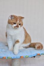Darian – Cinnamon Carrier British Shorthair Boy (d 03), Dieren en Toebehoren, Katten en Kittens | Raskatten | Korthaar, Poes, Gechipt