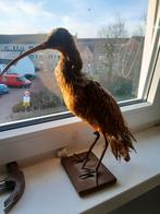 Opgezette wulp, Meerdere dieren, Wildzangvogel, Tam