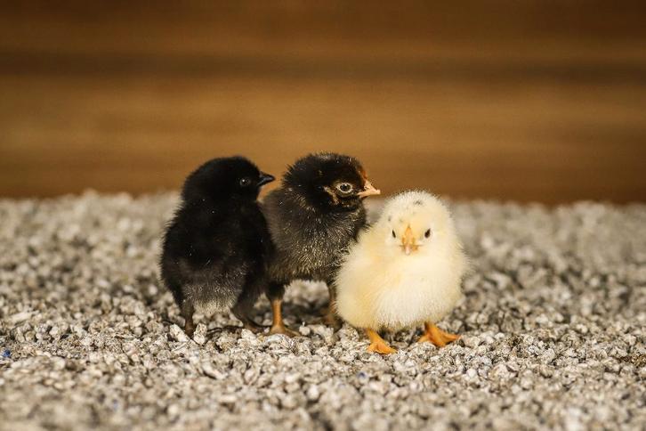 Wyandotte groot kippenkuikens | Gesekst en ingeënt, Dieren en Toebehoren, Pluimvee, Kip, Vrouwelijk