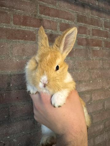 Jonge konijntjes zoeken fijn thuis. beschikbaar voor biedingen