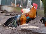 Comet, goudpatrijs phoenix kriel haan TEAB, Dieren en Toebehoren, Pluimvee, Mannelijk, Kip