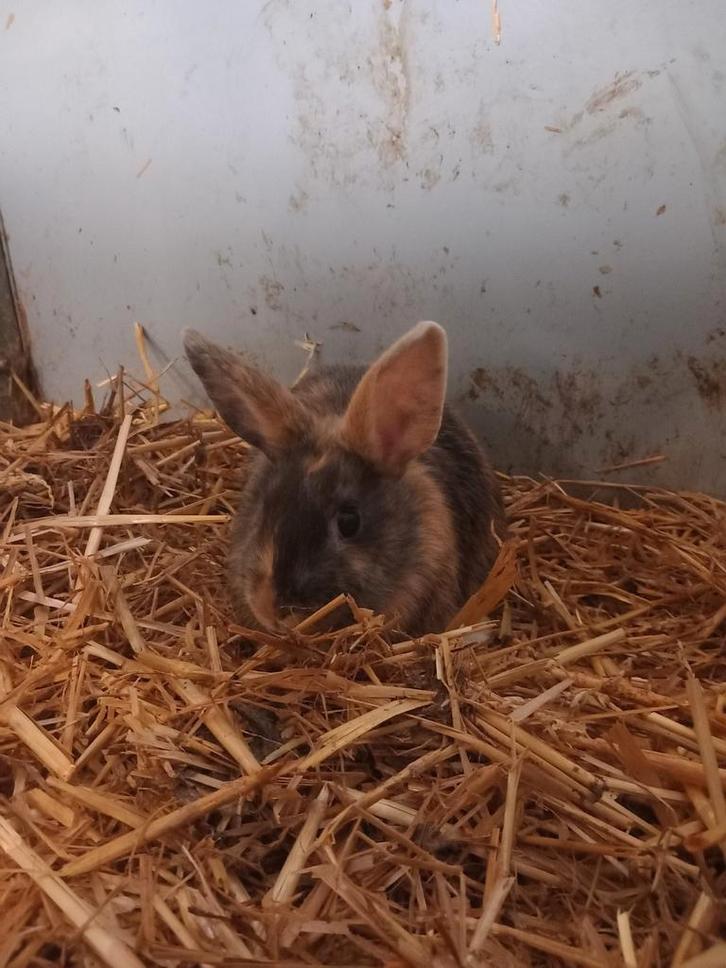 Jonge dwergkonijntje te koop, Dieren en Toebehoren, Konijnen, Dwerg, Vrouwelijk