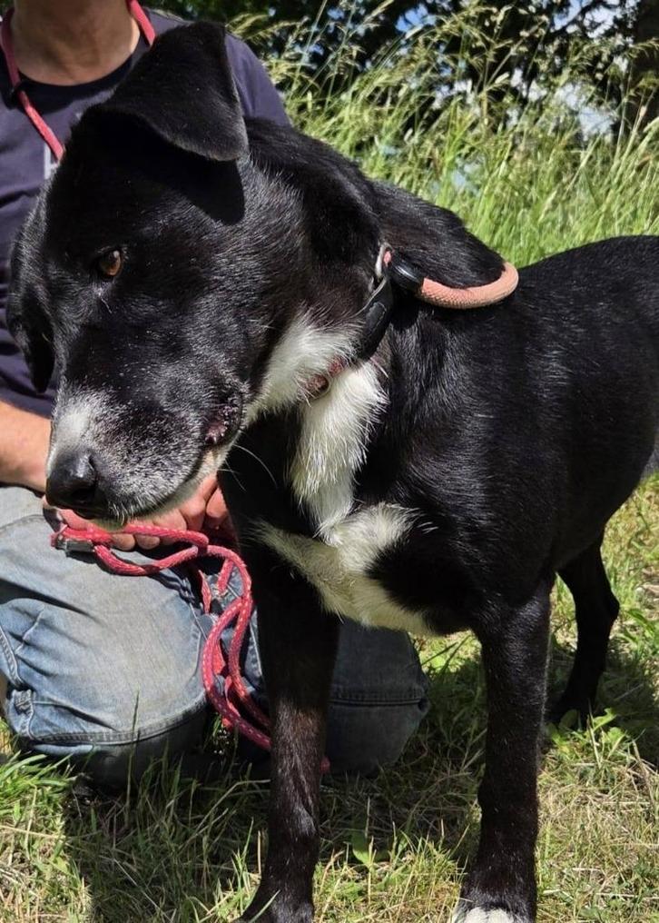 Bodza, teef gesteriliseerd 50 cm hoog 7 jaar, Dieren en Toebehoren, Honden | Niet-rashonden, Middel, Teef, Particulier, Eén hond