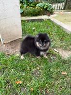Pomerian puppy, Dieren en Toebehoren, België, Particulier, Reu, 8 tot 15 weken
