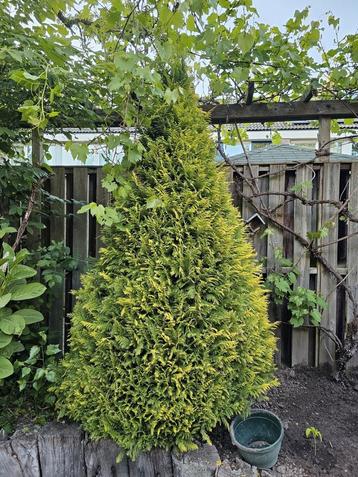 GRATIS Struik beschikbaar voor biedingen