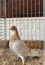Portugese Tuimelaar, Dieren en Toebehoren, Vogels | Duiven, Meerdere dieren, Tuimelaar of Roller