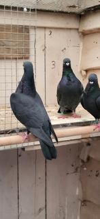 Figurita duiven zwarte, Dieren en Toebehoren, Vogels | Duiven, Meerdere dieren, Overige soorten