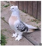 Gezocht takla Sebab Miski, Dieren en Toebehoren, Vogels | Duiven, Meerdere dieren