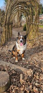 Super lieve hond, Dieren en Toebehoren, Reu, Parvo, Eén hond, 3 tot 5 jaar