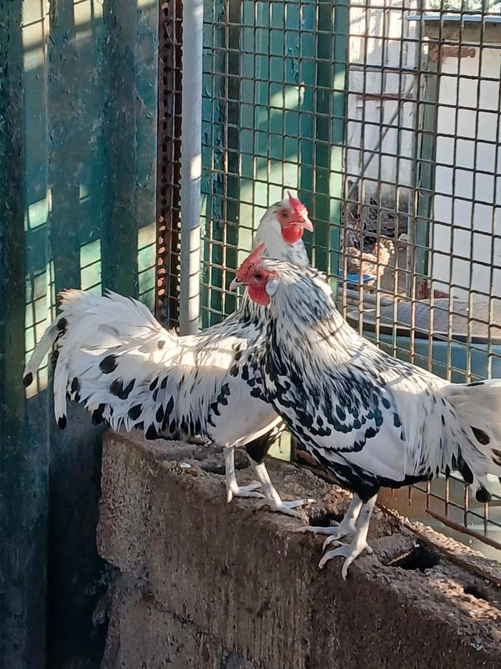 Hollands hoen hanen, Dieren en Toebehoren, Pluimvee, Kip, Mannelijk