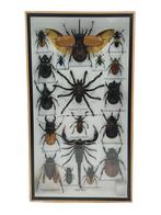Insecten Box Verticaal | 18 Opgezette Insecten | 36x20 cm, Spin of Schorpioen