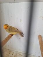 Binsenastrilder (man), Dieren en Toebehoren, Vogels | Overige Vogels, Mannelijk, Tropenvogel, Geringd