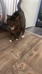 Leuke poes zoekt goed huis