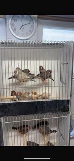 Gezocht: zebravinken en andere tropen, Dieren en Toebehoren, Vogels | Overige Vogels, Meerdere dieren