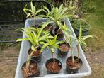 Dracaena op hydrocultuur voor plantenwand ruilen, Huis en Inrichting, Kamerplanten, Ophalen, Overige soorten, Halfschaduw, Minder dan 100 cm