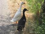 2 witte indische loopeenden, Dieren en Toebehoren, Meerdere dieren, Eend