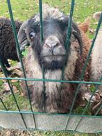 Oussant rammetje van mei 2025, Dieren en Toebehoren, Mannelijk, Schaap, 0 tot 2 jaar