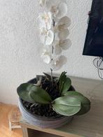 Orchidee, Ophalen of Verzenden, Overige soorten, Minder dan 100 cm