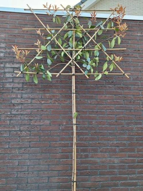 Lei Photinia Red Robin, Glansmispel, leiboom wintergroen, Tuin en Terras, Planten | Bomen, Leiboom, 250 tot 400 cm, Halfschaduw