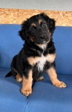 Hovawart pup, Parvo, Reu, 8 tot 15 weken, Groot