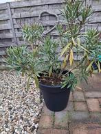 Oleander, Ophalen of Verzenden, Overige soorten, Volle zon