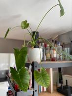 Alocasia Calidora (Olifantsoor) in pot, Huis en Inrichting, Kamerplanten, Ophalen of Verzenden