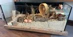Terrarium 130X50 cm, Hamster, Hok, Ophalen, Minder dan 60 cm