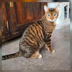 Zeldzame stamboom Tigrett met blauwe ogen, Dieren en Toebehoren, Poes