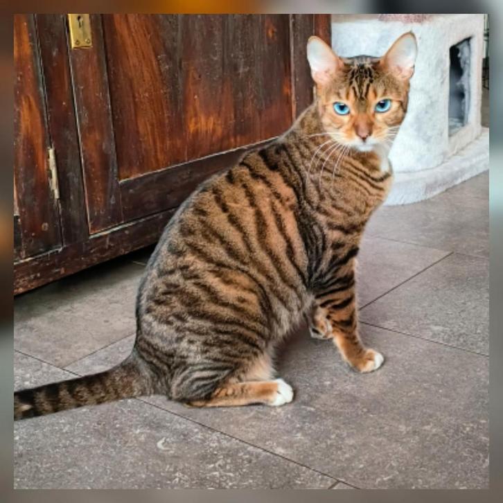 Zeldzame stamboom Tigrett met blauwe ogen, Dieren en Toebehoren, Katten en Kittens | Raskatten | Korthaar, Poes