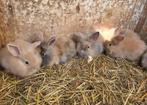 Kruising leeuwenkop - Franse hangoor, Dieren en Toebehoren, Konijnen, Meerdere dieren, Middelgroot, Hangoor, 0 tot 2 jaar