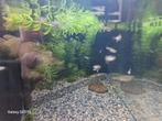 Te koop of te ruil  40 tal jonge guppen, Dieren en Toebehoren, Vissen | Aquaria en Toebehoren, Ophalen