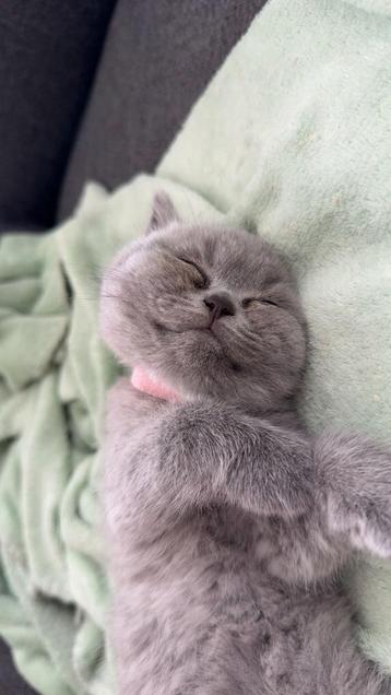 Britse korthaar kittens  beschikbaar voor biedingen