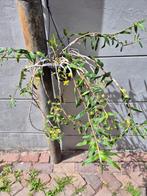 Orchidee Dendrobium Catenatum in hangpot p15 (3)