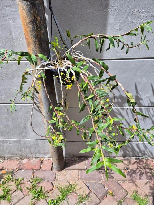 Orchidee Dendrobium Catenatum in hangpot p15 (3), Huis en Inrichting, Kamerplanten, Overige soorten, Minder dan 100 cm, Ophalen of Verzenden
