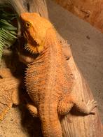 Baardagaam hypo cawely kweekman red oranje, Dieren en Toebehoren, Reptielen en Amfibieën, Hagedis, Tam, 0 tot 2 jaar