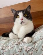 : Lieve gecastreerde kater van 3 jaar zoekt nieuw thuis, Dieren en Toebehoren, Katten en Kittens | Overige Katten, Kater