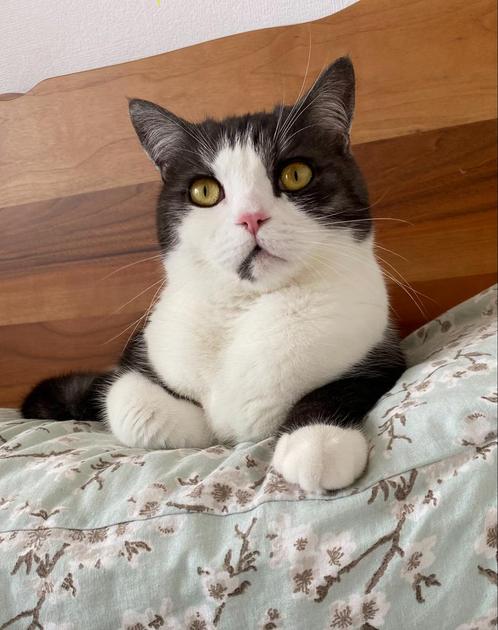 : Lieve gecastreerde kater van 3 jaar zoekt nieuw thuis, Dieren en Toebehoren, Katten en Kittens | Overige Katten, Kater