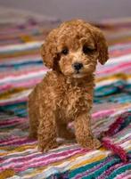 Prachtige toypoedel toy poedel mini pups, Dieren en Toebehoren, Poedel, Reu, CDV (hondenziekte), 8 tot 15 weken
