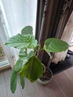 Medium ficus umbelatta, Ophalen, Ficus, Minder dan 100 cm