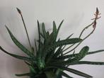 2x bloeiende aloë , gasteria’s, hoornbloem of potje stekken, Ophalen, Vetplant, Minder dan 100 cm, Bloeiende kamerplant