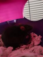 2 lieve vrouwtje ratten, Dieren en Toebehoren, Knaagdieren, Maart, Vrouwelijk, Rat
