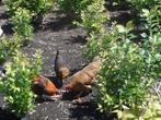 gevraagd (oude) kippen voor op de kwekerij, Dieren en Toebehoren, Pluimvee, Vrouwelijk, Kip