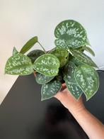 Scindapsus pixus, Ophalen, Overige soorten, Halfschaduw, Minder dan 100 cm