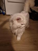 Perzische poes MET spoed weg, Dieren en Toebehoren, Poes, Gechipt, 6 jaar of ouder