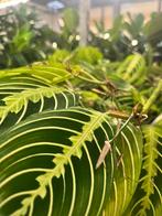 Maranta – Gebedsplant, Huis en Inrichting, Kamerplanten, Ophalen