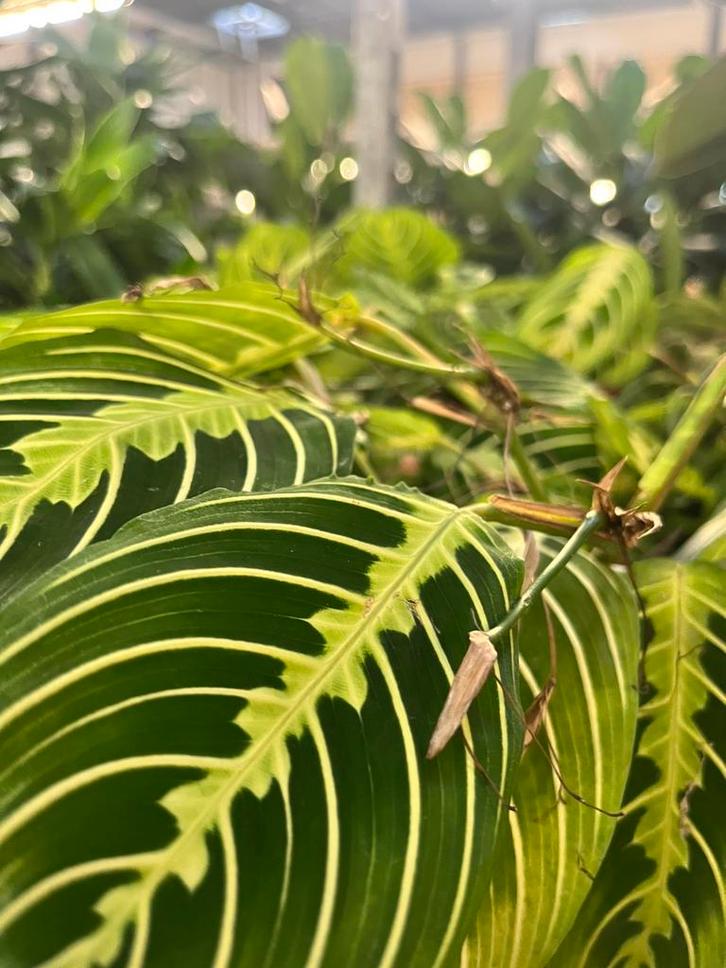 Maranta – Gebedsplant, Huis en Inrichting, Kamerplanten, Ophalen