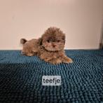 bijzondere kleur choco en choco-merle shih tzu pups, Dieren en Toebehoren, Honden | Chihuahua's en Gezelschapshonden, Overige rassen