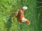 Mooie jonge Isa Brown Haan Isabrown, Dieren en Toebehoren, Pluimvee, Mannelijk, Kip