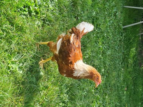 Mooie jonge Isa Brown Haan Isabrown, Dieren en Toebehoren, Pluimvee, Kip, Mannelijk